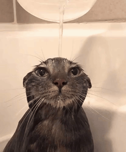 A Cat Is Taking A Bath In A Bathtub And Water Is Being Poured On It GIF