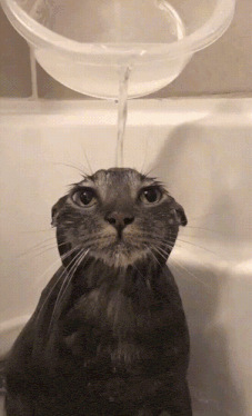 A Cat Is Taking A Bath In A Bathtub And Water Is Being Poured On Its Head GIF