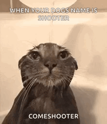 A Cat Is Taking A Bath In A Bathtub With A Caption . GIF