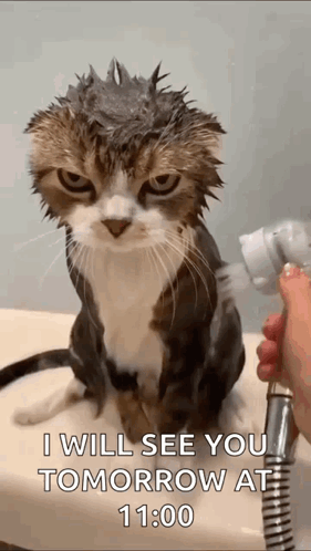A Cat Is Taking A Bath In A Sink And A Person Is Holding A Shower Head Over It . GIF