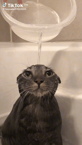 A Cat Is Taking A Bath In A Tub With Water Being Poured Into It 'S Face GIF
