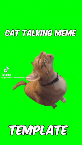 A Cat Is Talking On A Green Screen With A Template Below It GIF