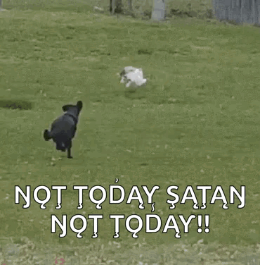 A Cat Is Walking Across A Wooden Fence With The Words Not Today Satan Not Today Written On It . GIF