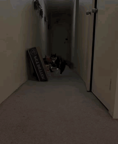 a cat is walking down a hallway next to a box that says bel-bellew