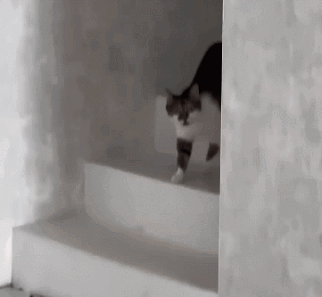 A Cat Is Walking Down A Set Of White Stairs . GIF