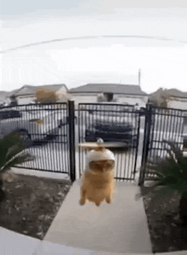 A Cat Is Walking Down A Sidewalk In Front Of A Fence . GIF