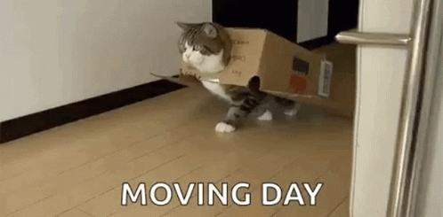 A Cat Is Walking In A Cardboard Box . GIF