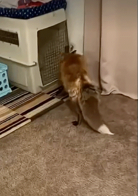 A Cat Is Walking In A Room Next To A Cage GIF