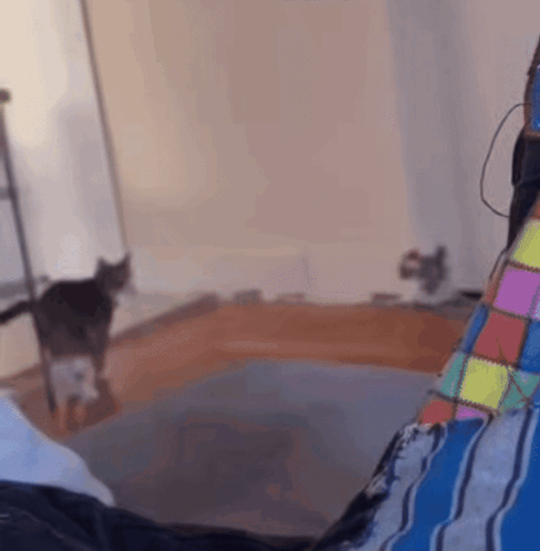 A Cat Is Walking In A Room Next To A Person Laying On A Bed GIF