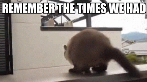 A Cat Is Walking On A Balcony With The Words `` Remember The Times We Had '' Written On It . GIF