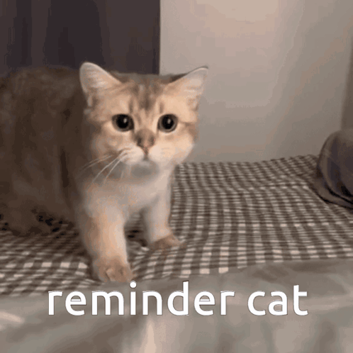 A Cat Is Walking On A Bed With The Words Reminder Cat Written Below It GIF