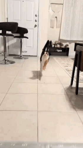 A Cat Is Walking On A Leash In A Living Room Next To A Ruler . GIF