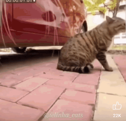A Cat Is Walking On A Sidewalk Next To A Red Car .. GIF