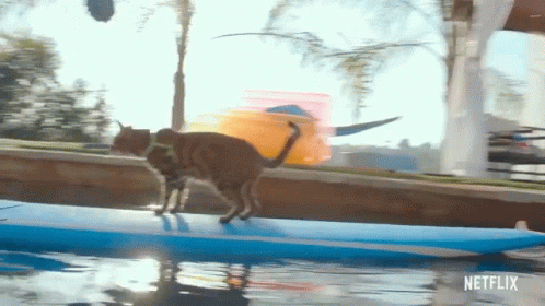 A Cat Is Walking On A Surfboard In The Water With A Netflix Logo In The Corner GIF