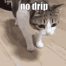A Cat Is Walking On A Wooden Floor And Says No Drip . GIF