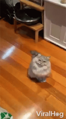 A Cat Is Walking On A Wooden Floor Next To A Litter Box GIF