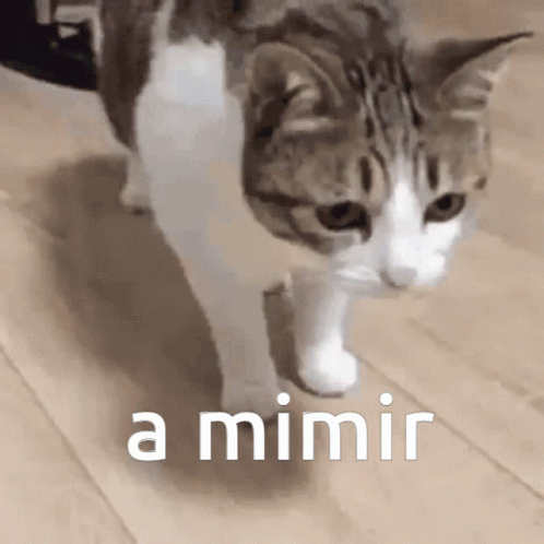 A Cat Is Walking On A Wooden Floor With The Words A Mimir Written On The Bottom GIF