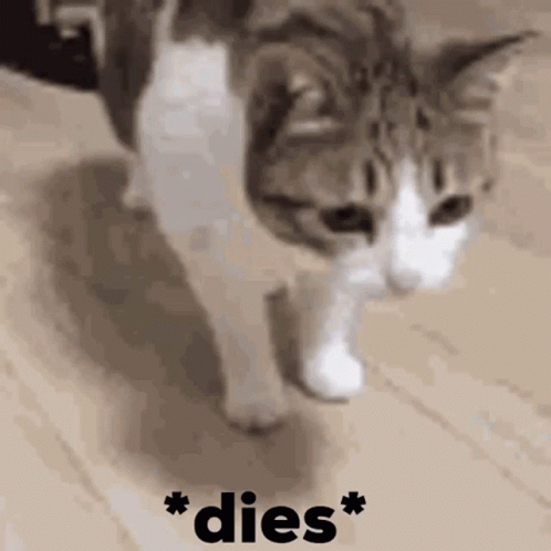 A Cat Is Walking On A Wooden Floor With The Words * Dies * Written In Black GIF