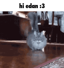 A Cat Is Walking On A Wooden Floor With The Words Hi Edan : 3 Above It . GIF