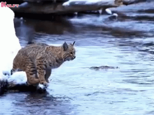 A Cat Is Walking Through A Body Of Water With The Word Kulpy Written On The Bottom GIF