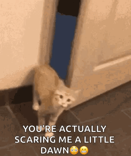 A Cat Is Walking Through A Door With The Words `` You 'Re Actually Scaring Me A Little Dawn '' . GIF