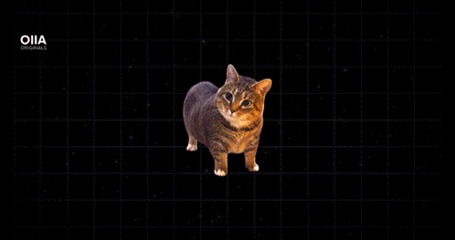 A Cat Is Walking Through A Foggy Forest With The Letters Oiia On The Bottom GIF