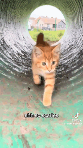 A Cat Is Walking Through A Tunnel With The Words `` Ahh So Scaries '' Written On It . GIF