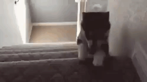A Cat Is Walking Up A Set Of Stairs In A House . GIF