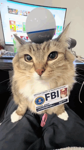 A Cat Is Wearing A Badge That Says Fbi GIF