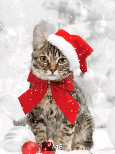 A Cat Is Wearing A Santa Hat And A Red Bow GIF
