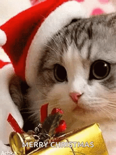 A Cat Is Wearing A Santa Hat And Holding A Christmas Present . GIF
