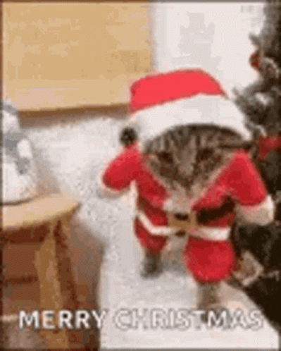 A Cat Is Wearing A Santa Suit And Hat And Standing In Front Of A Christmas Tree . GIF