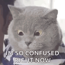 A Cat Is Wearing A Shirt And Looking At The Camera . GIF