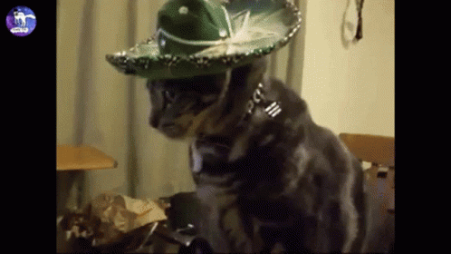 A Cat Is Wearing A Sombrero And A Collar GIF