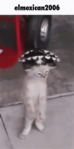 A Cat Is Wearing A Sombrero On Its Head And Standing On Its Hind Legs . GIF