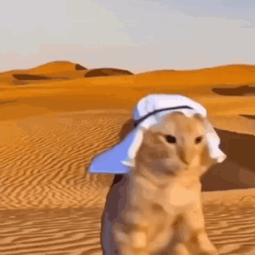 A Cat Is Wearing A Turban In The Desert . GIF
