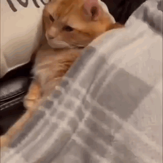 A Cat Is Wrapped In A Blanket On A Bed . GIF