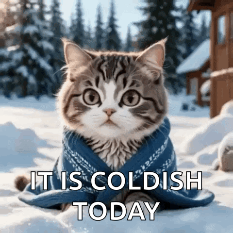 Cat In Blue Sweater In Snow GIF