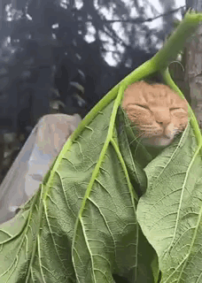 A Cat Is Wrapped In A Green Leaf And Sleeping . GIF