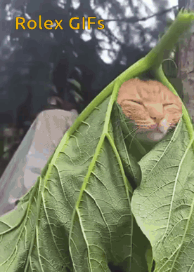A Cat Is Wrapped In A Green Leaf With The Words Rolex Gifs Written Below It GIF
