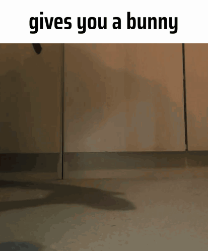 a cat jumping in the air with the words gives you a bunny below it