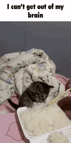 a cat laying on a bed next to a box of rice