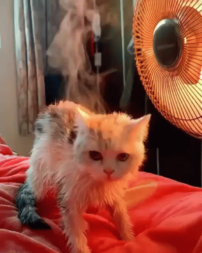 A Cat Laying On A Bed Next To A Fan GIF