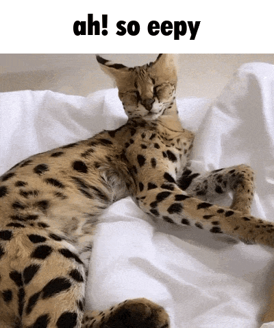 A Cat Laying On A Bed With The Words Ah So Eepy Written Above It GIF