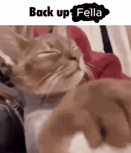 Cat Laying On Bed Back Up Fella GIF