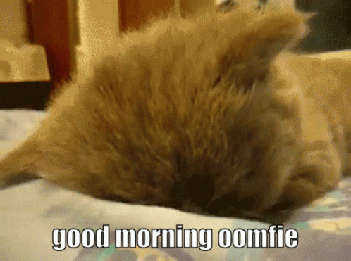 A Cat Laying On A Bed With The Words " Good Morning Comfie " On The Bottom GIF