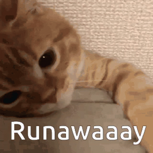 A Cat Laying On A Bed With The Words Runaway Written On It GIF