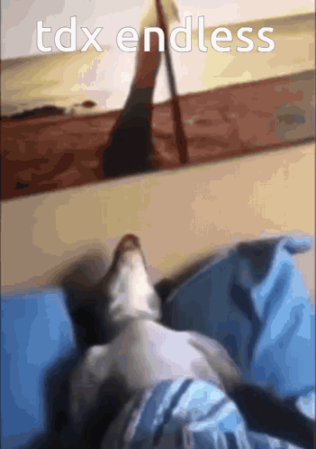 A Cat Laying On A Bed With The Words Tdx Endless Written Above It GIF