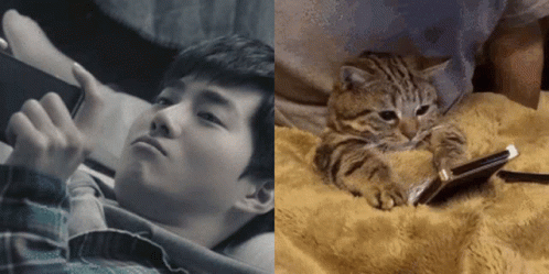 A Cat Laying On A Blanket Next To A Man Looking At A Phone GIF