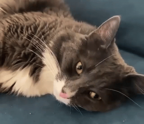 A Cat Laying On A Blue Couch With Its Tongue Out GIF